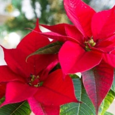 Learn Complementary Colors with Poinsettias!