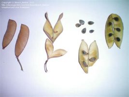 Seed Pod Birds Picture