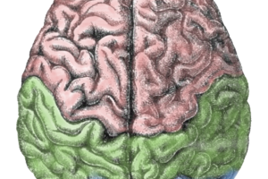 Brain – Based Learning