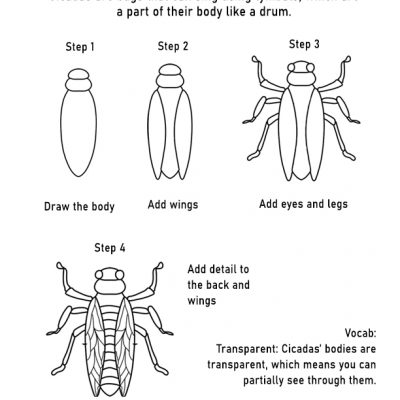 Cicada Handouts