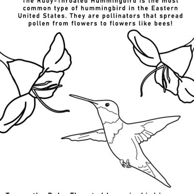 Ruby-Throated Hummingbird Handouts