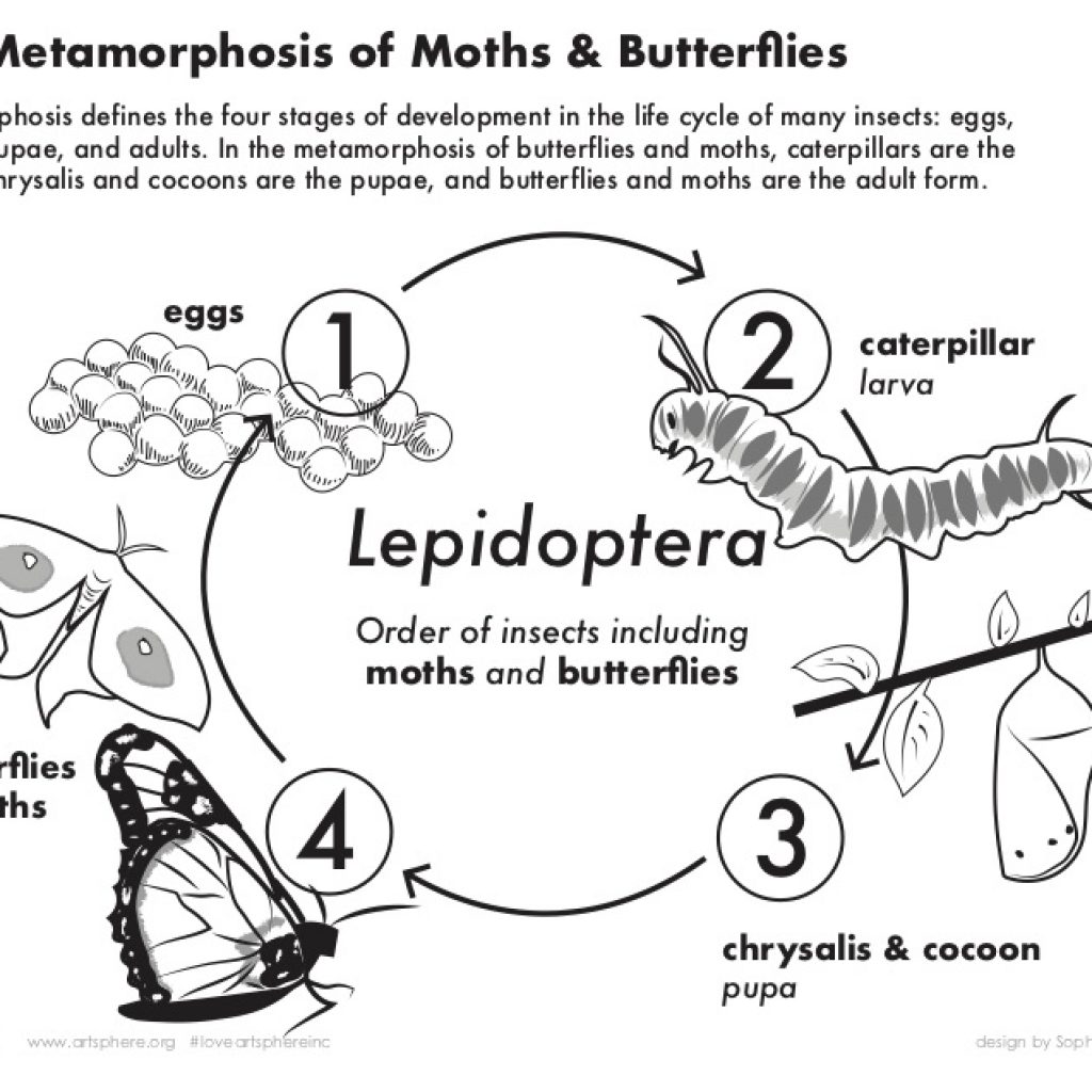 the metamorphosis handout PDF