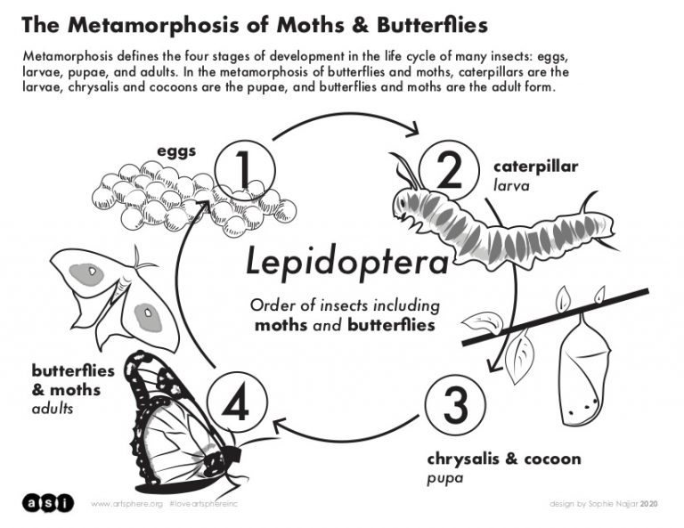 Click here to download the metamorphosis handout PDF