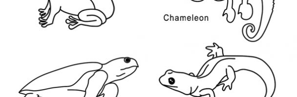 Reptiles vs. Amphibians Handout
