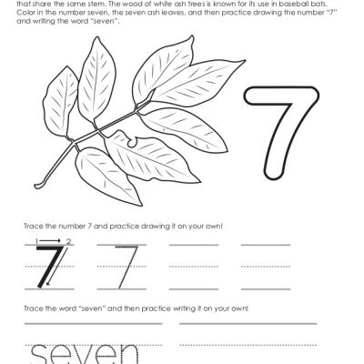 Count to 7 & 8 with Autumn Leaves!