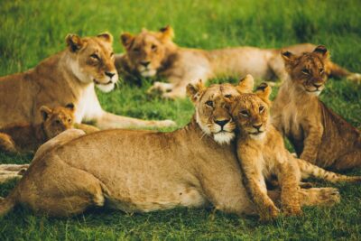 Lions resting on grass