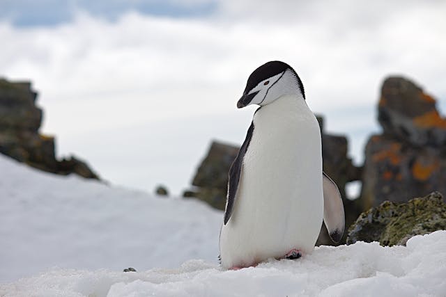 Penguin