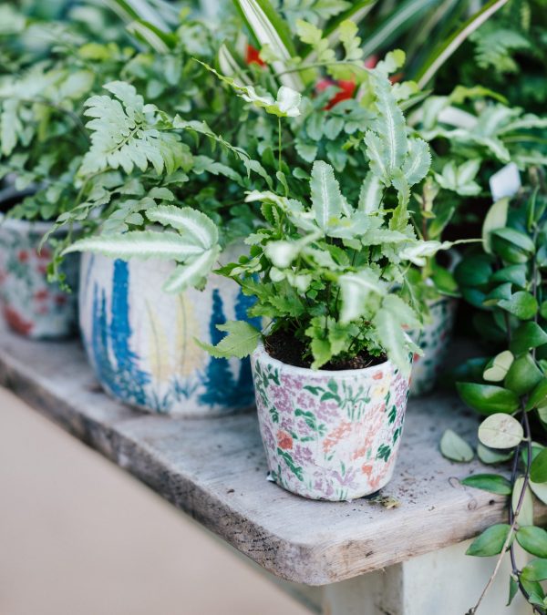 Indoor Plants