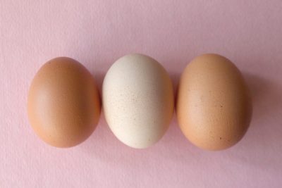 Hatching Egg Dynamic Sculpture