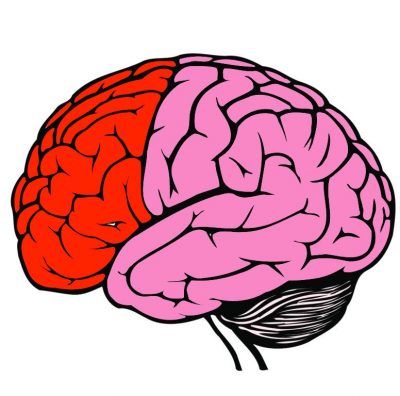 The frontal lobe highlighted in red