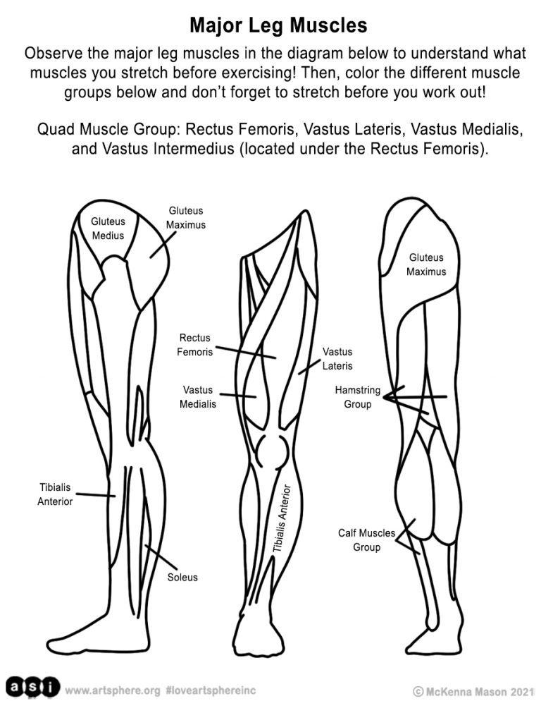 Muscle Diagram | Art Sphere Inc.