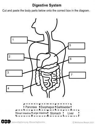 Digestive System Handout