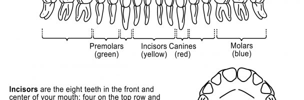 Teeth Diagram Handout