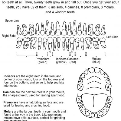 Teeth Diagram Handout
