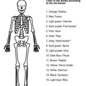 Bones Handout