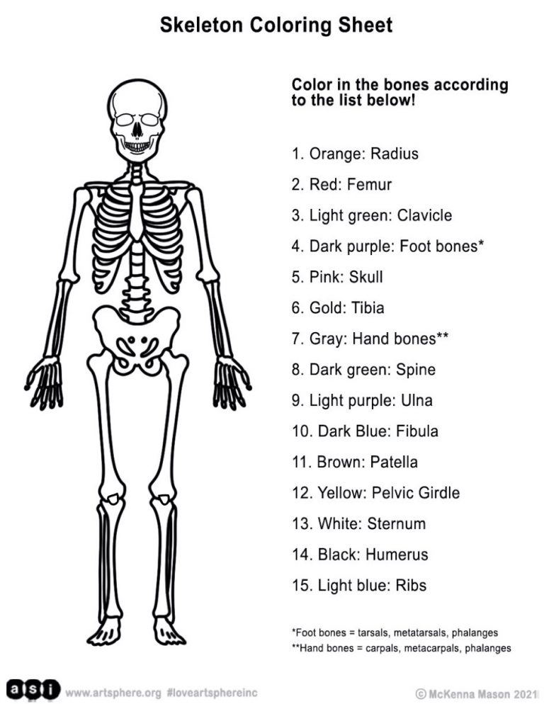 Bones Handout