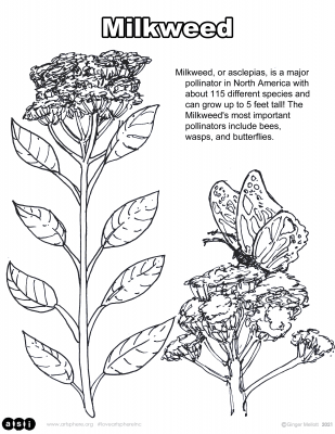 Let’s Learn About Milkweed!