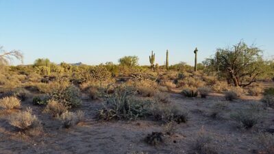 Cholla Cactus