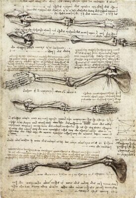 Da Vinci Drawing of Arm Anatomy