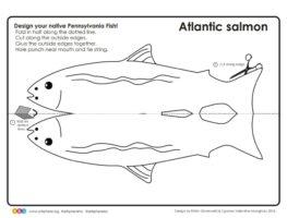 Atlantic Salmon | Art Sphere Inc.