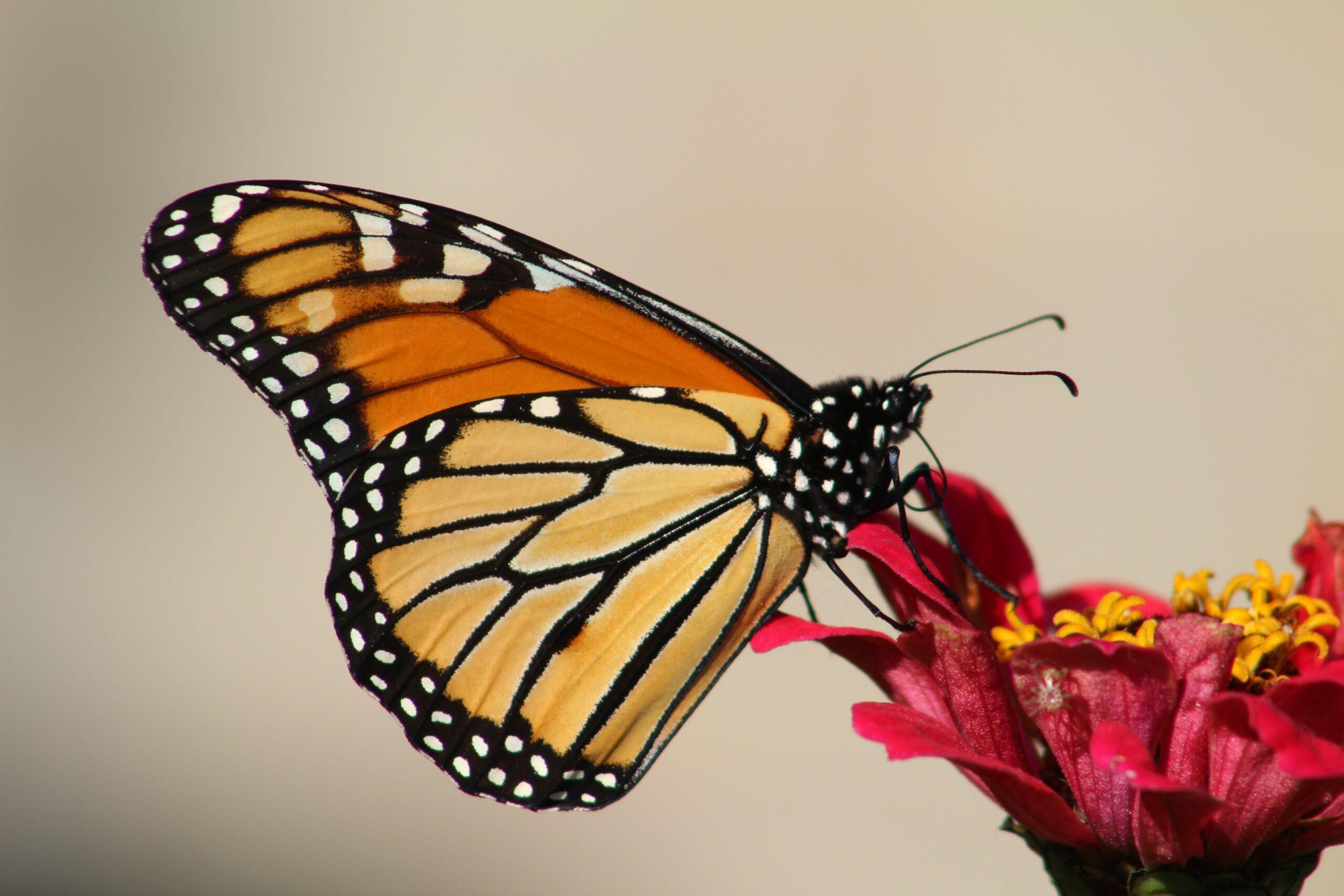 Western Monarch Day