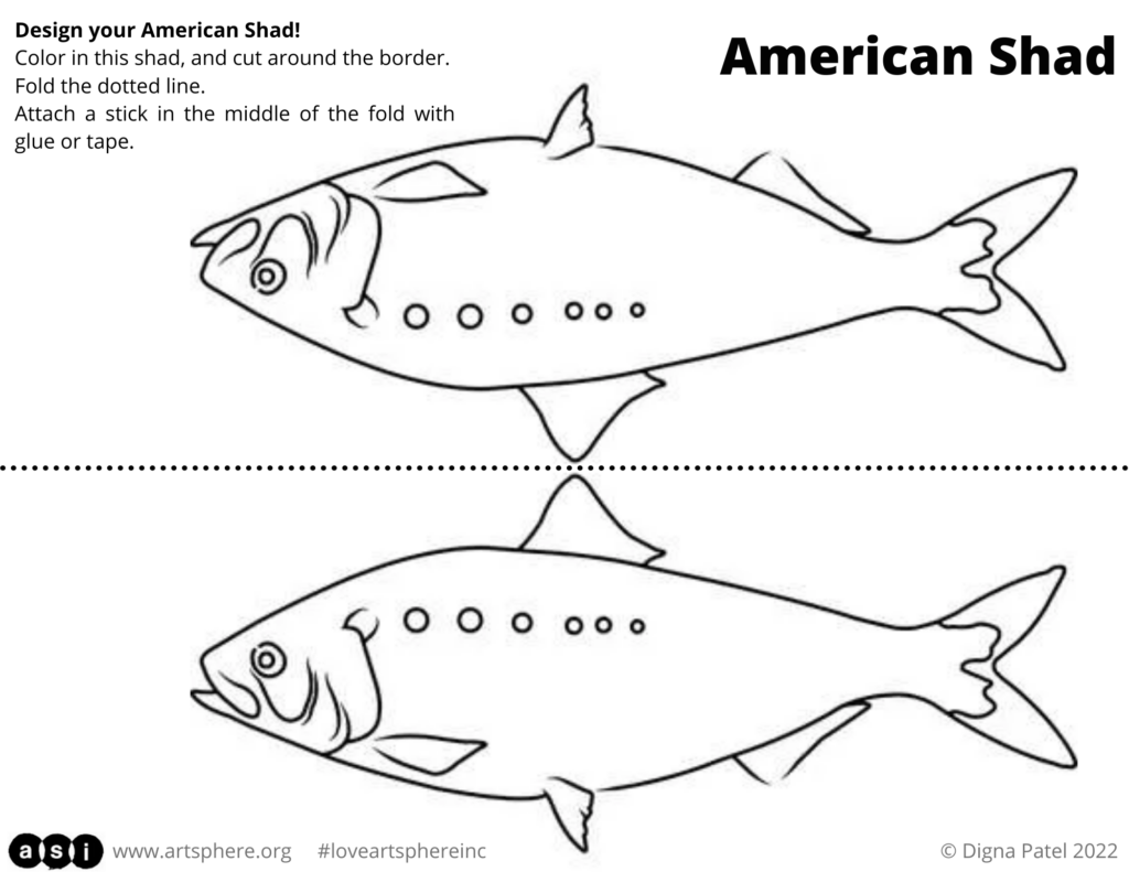 American Shad