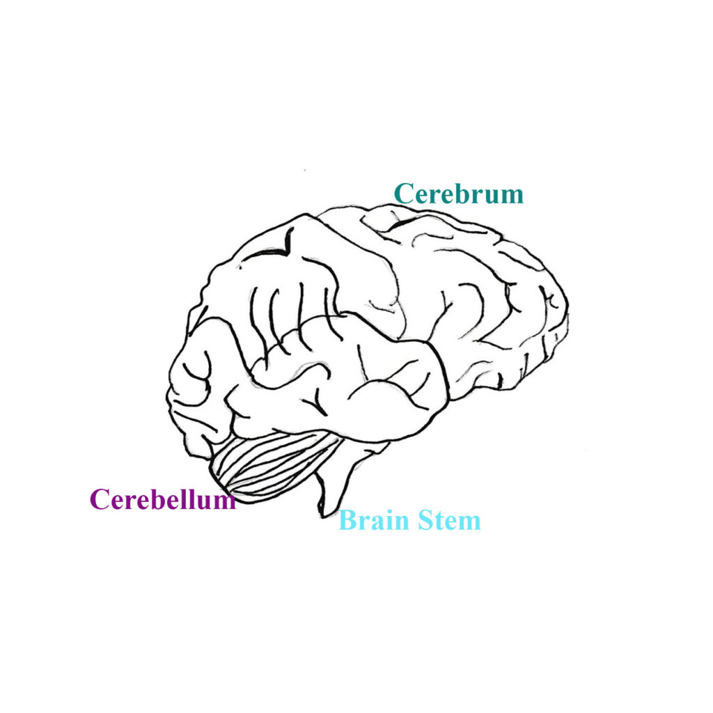Download A Black And White Drawing Of A Human Brain And Hands |  Wallpapers.com