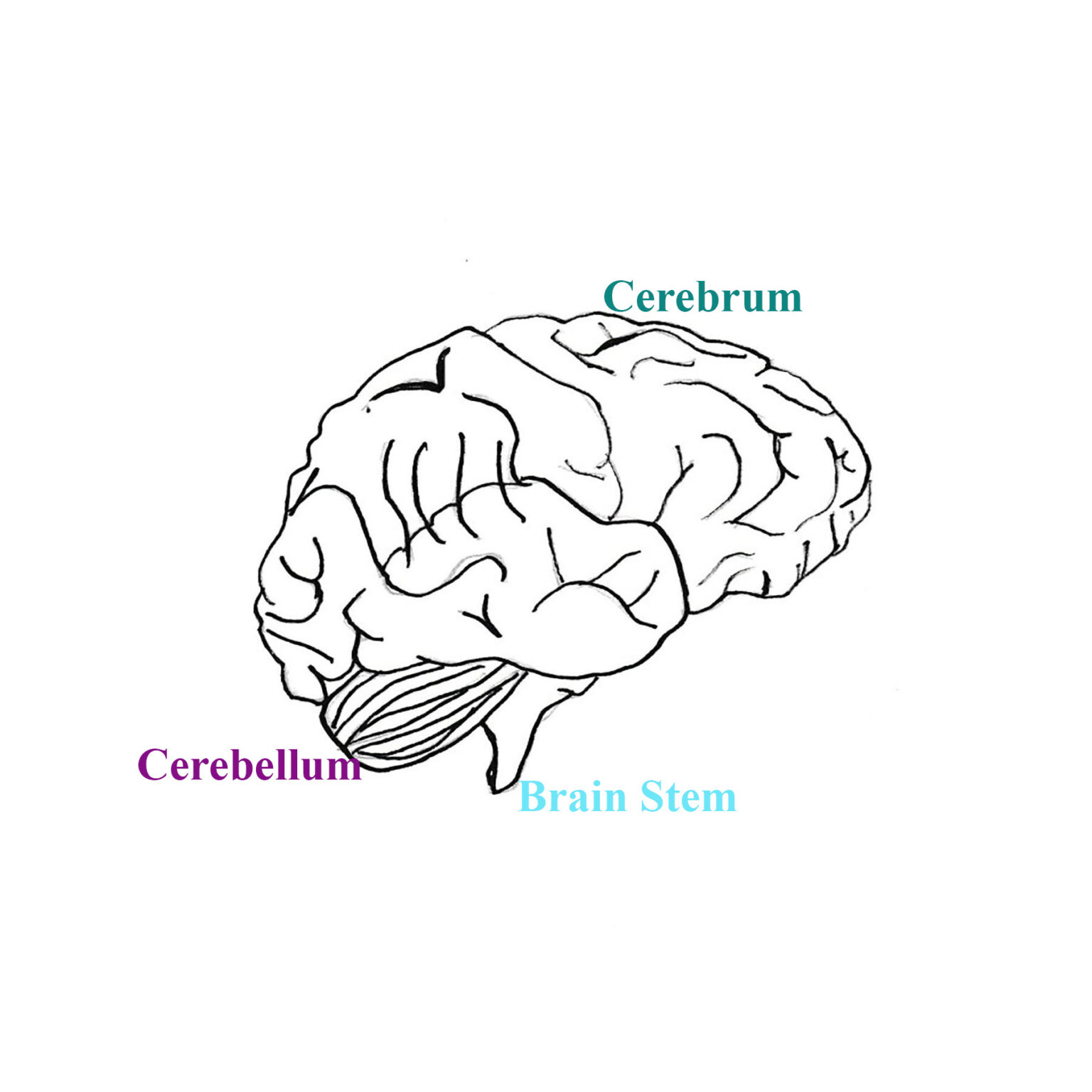 3-parts-of-the-brain-art-sphere-inc