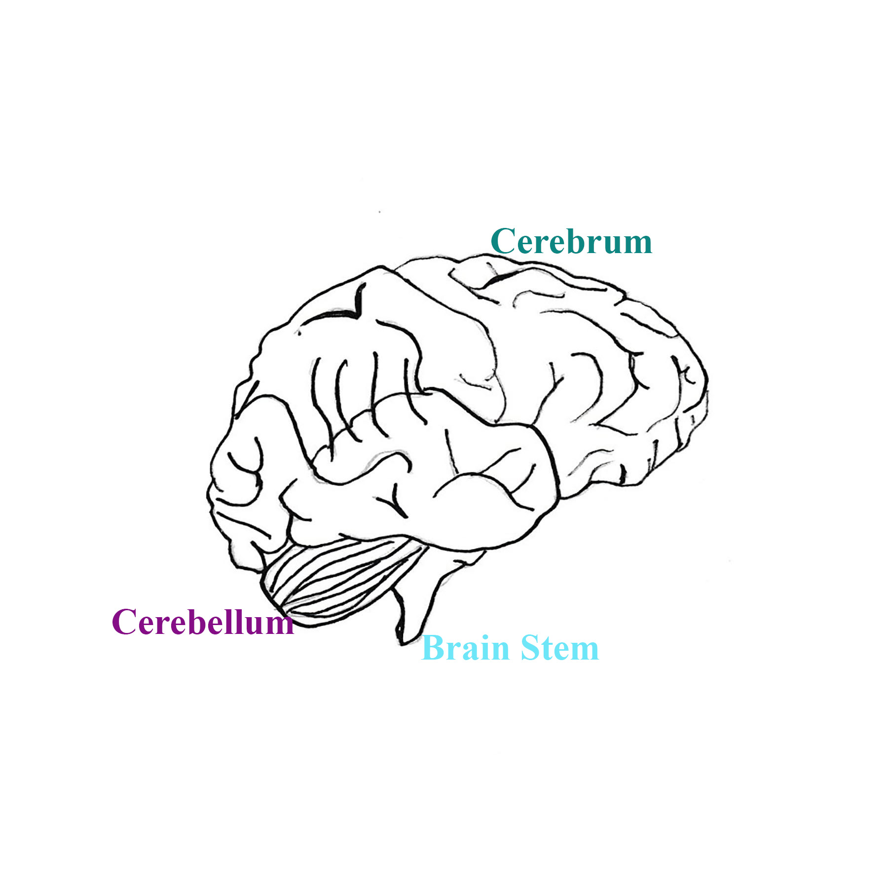 how-to-draw-the-human-brain-art-sphere-inc