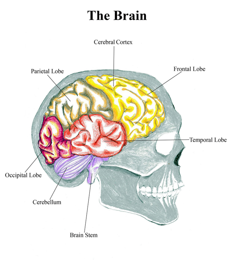 Learn Biology - How to draw Human Brain | Facebook