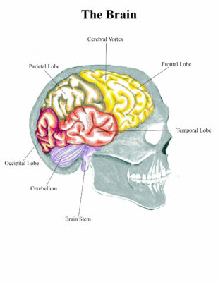 How To Draw The Human Brain