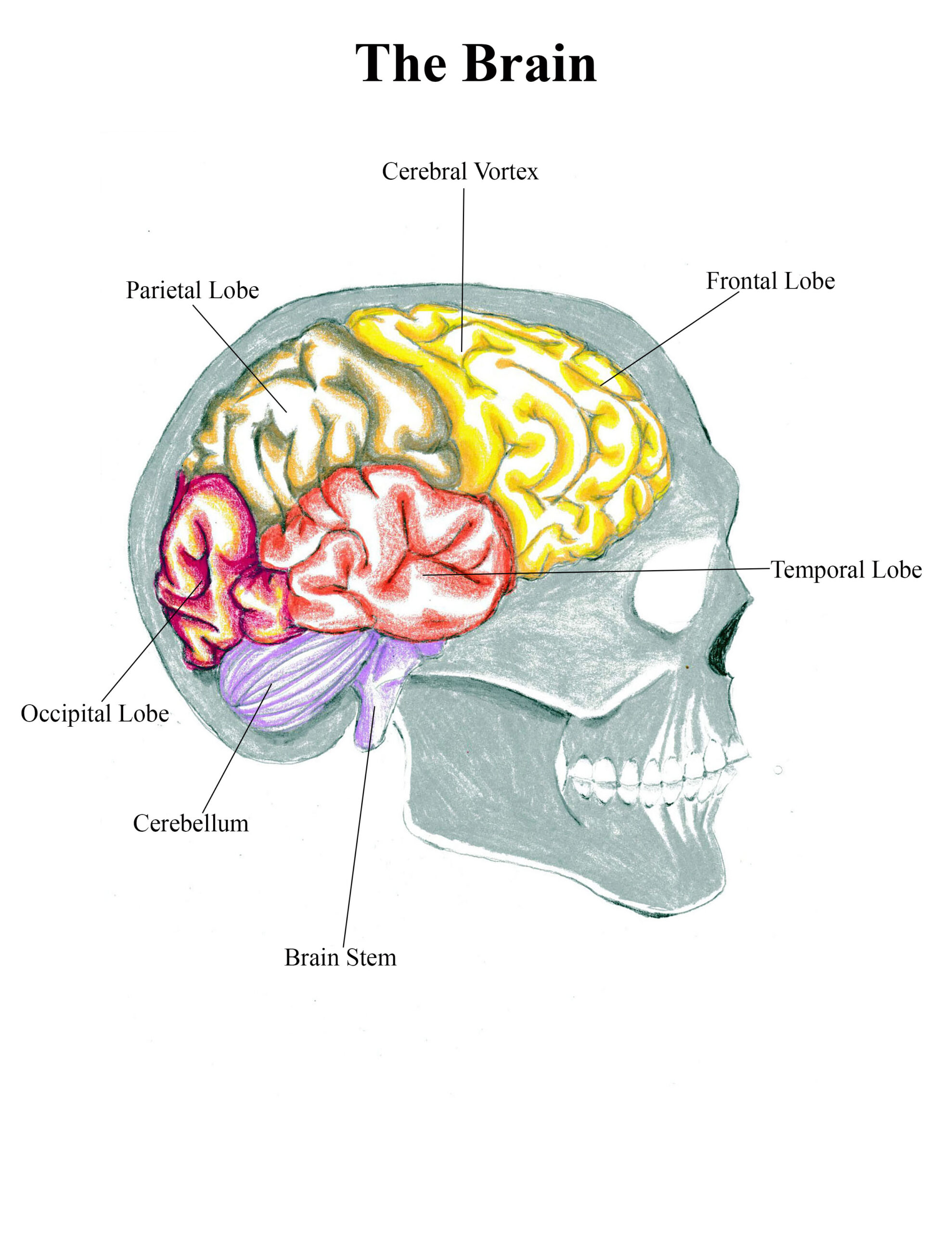 Human Brain Diagram Labeled With Functions | Brain anatomy and function,  Human brain diagram, Basic anatomy and physiology