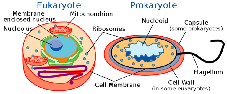 Illustration of a eukaryotic cell (left) and prokaryotic cell (right)