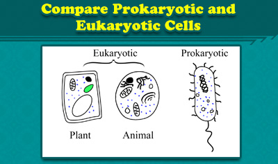 Prokaryotic Cells and Eukaryotic Cells illustration