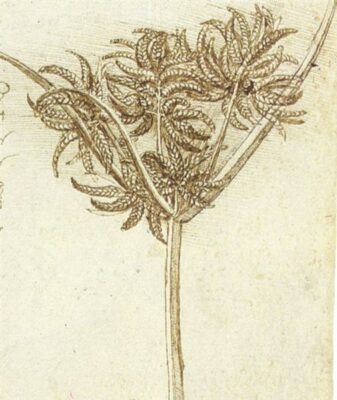 Da Vinci Illustration of Sedge