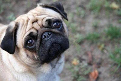 Sad Pug Picture