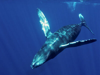 Humpback Whale Underwater