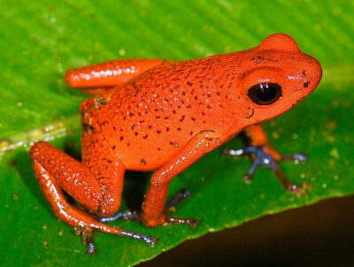 Strawberry poison frog