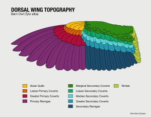 Wing_Diagram_by_box_jellyfish